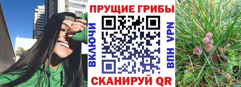 Галлюциногенные грибы Cubensis Липецк